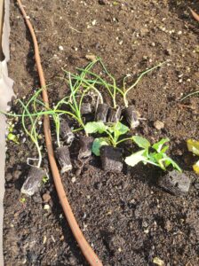 Piantine pronte per essere interrate